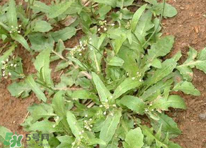 薺菜上的蟲(chóng)子可以吃嗎？薺菜有蟲(chóng)能吃嗎？