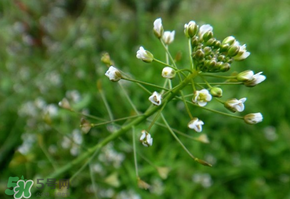 薺菜上的蟲(chóng)子可以吃嗎？薺菜有蟲(chóng)能吃嗎？