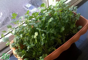 三月份可以種香菜嗎？香菜幾月份播種？