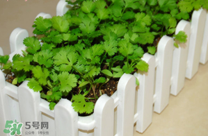 三月份可以種香菜嗎？香菜幾月份播種？