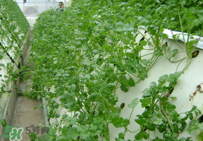 三月份可以種香菜嗎？香菜幾月份播種？