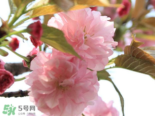 四月份還有櫻花嗎？四月份哪里有櫻花？