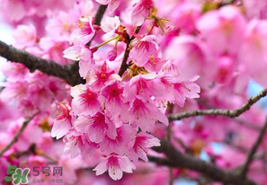 四月份還有櫻花嗎？四月份哪里有櫻花？