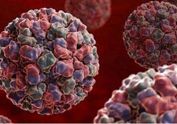 諾如病毒是什么？什么是諾如病毒感染？