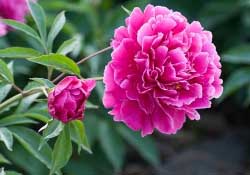 春天能種芍藥嗎？芍藥幾月種植？