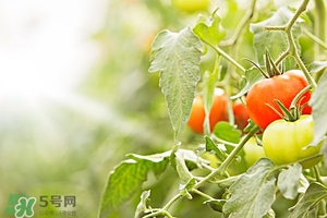 hfp煙酰胺原液多少錢(qián)?hfp煙酰胺原液價(jià)格