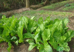芥菜能和雞肉一起吃嗎？芥菜與雞肉同吃會中毒嗎？