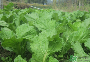 芥菜能和雞肉一起吃嗎？芥菜與雞肉同吃會中毒嗎？