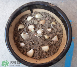 春天可以種大蒜嗎？春天什么時候種大蒜？