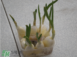 春天大蒜什么時候澆水？大蒜多久澆一次水？