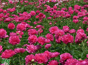 春天能種芍藥嗎？芍藥幾月種植？