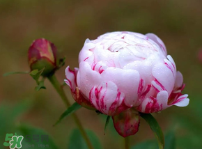 春天能種芍藥嗎？芍藥幾月種植？