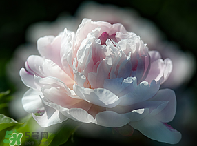 春天能種芍藥嗎？芍藥幾月種植？