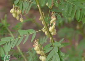 春天能吃黃芪嗎？春天吃黃芪好嗎？