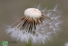 蒲公英多少錢一斤？蒲公英多少錢一克？
