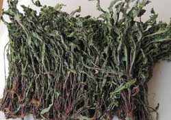 干的蒲公英多少錢一斤？蒲公英多少錢一斤干的？
