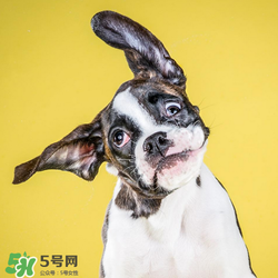 狂犬疫苗多少錢？狂犬疫苗價格？