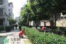 植樹節(jié)一般種什么樹？植樹節(jié)種什么樹比較好？