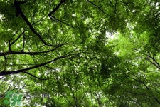 植樹節(jié)一般種什么樹？植樹節(jié)種什么樹比較好？