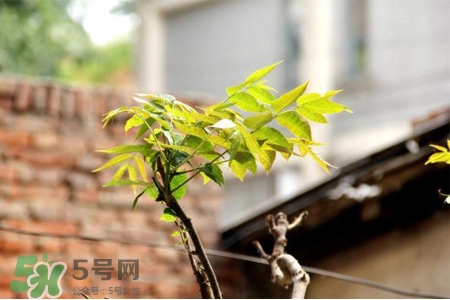 植樹節(jié)一般種什么樹？植樹節(jié)種什么樹比較好？
