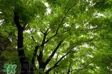 植樹節(jié)一般種什么樹？植樹節(jié)種什么樹比較好？