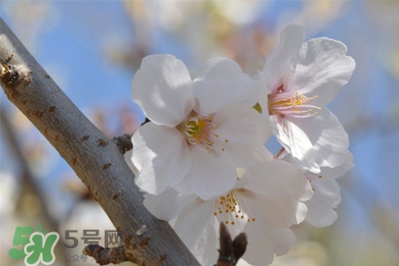 植樹節(jié)可以種什么花？植樹節(jié)種什么花好？
