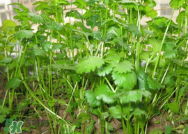 春天能種香菜嗎？香菜幾月份播種？
