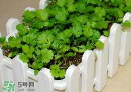 春天能種香菜嗎？香菜幾月份播種？