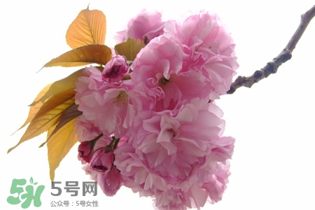 寒食節(jié)是為了紀念誰？寒食節(jié)與誰有關(guān)？