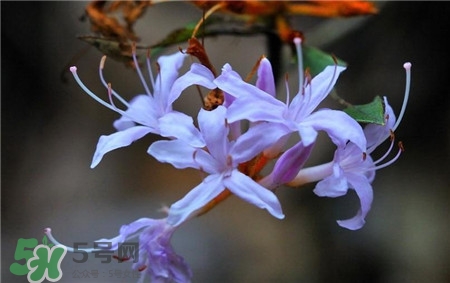 蘭花品種？蘭花有多少品種？