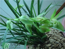 蘭花品種？蘭花有多少品種？