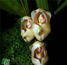 蘭花品種？蘭花有多少品種？