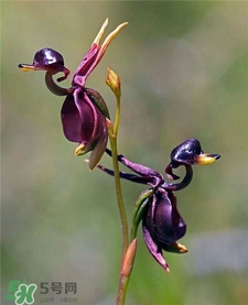 蘭花品種？蘭花有多少品種？