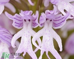 蘭花品種？蘭花有多少品種？