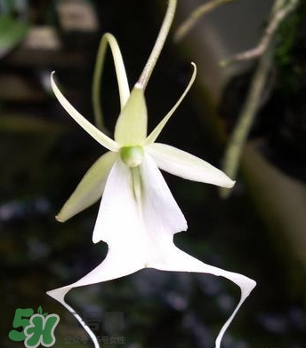 蘭花品種？蘭花有多少品種？