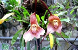 蘭花品種？蘭花有多少品種？