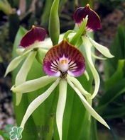 蘭花品種？蘭花有多少品種？