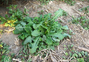 春天吃什么野菜好？春天吃什么野菜降血壓？