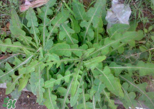 春天吃什么野菜好？春天吃什么野菜降血壓？