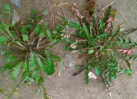 野生薺菜幾月份有？野生薺菜什么時候有？