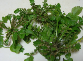 野生薺菜幾月份有？野生薺菜什么時候有？