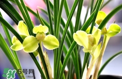蘭花怎么養(yǎng)？蘭花怎么種？