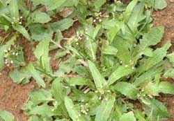 野生薺菜幾月份有？野生薺菜什么時候有？