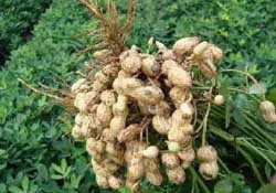 春天能種花生嗎？春天什么時候種花生？