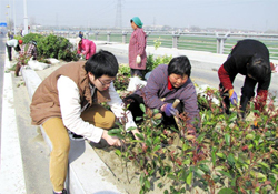 植樹節(jié)可以種什么植物？植樹節(jié)種什么植物好？
