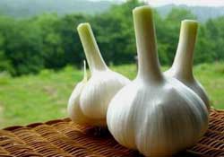大蒜爛了一點(diǎn)還能吃嗎？大蒜爛根是怎么回事？