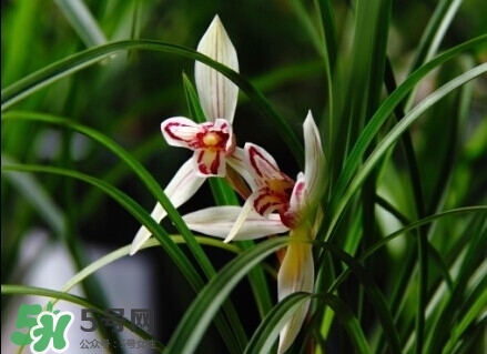 蘭花怎么養(yǎng)？蘭花怎么種？