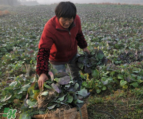 春天能種油菜嗎？油菜春天什么時(shí)候種植？