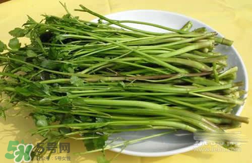 吃野芹菜會(huì)中毒嗎？吃野芹菜中毒了怎么辦？