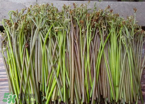 蕨菜是什么菜？蕨菜是什么？